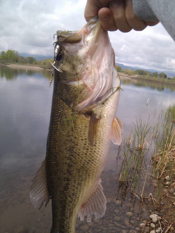Largemouth bass in Lyons
