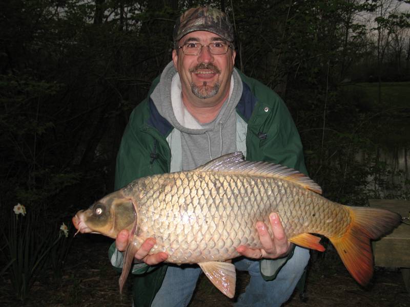 Common carp in Wilder