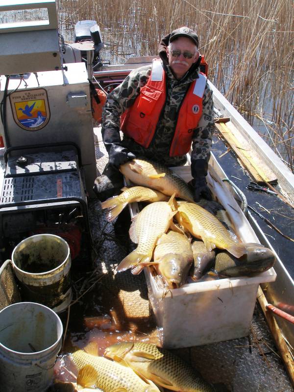 Common carp in Nebraska