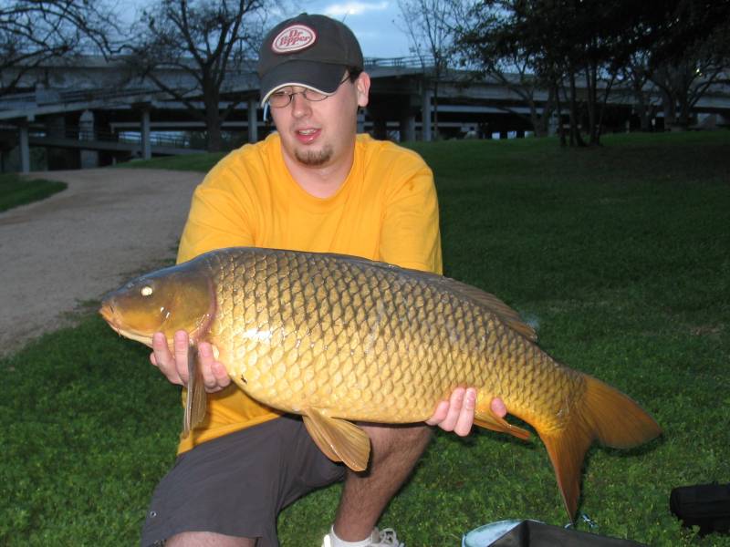 Common carp in West Lake Hills