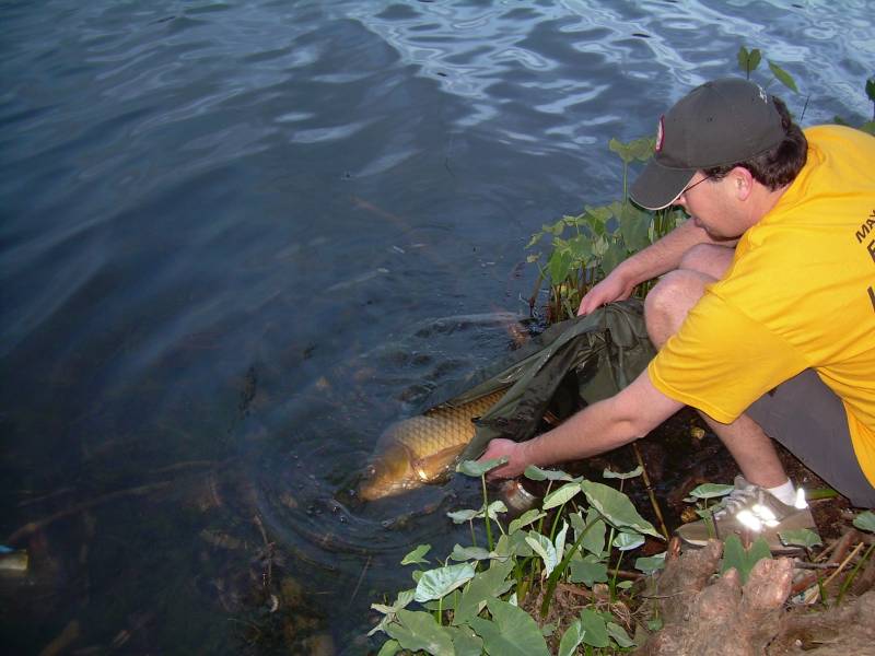 Common carp in West Lake Hills