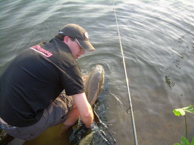 Common carp in West Lake Hills