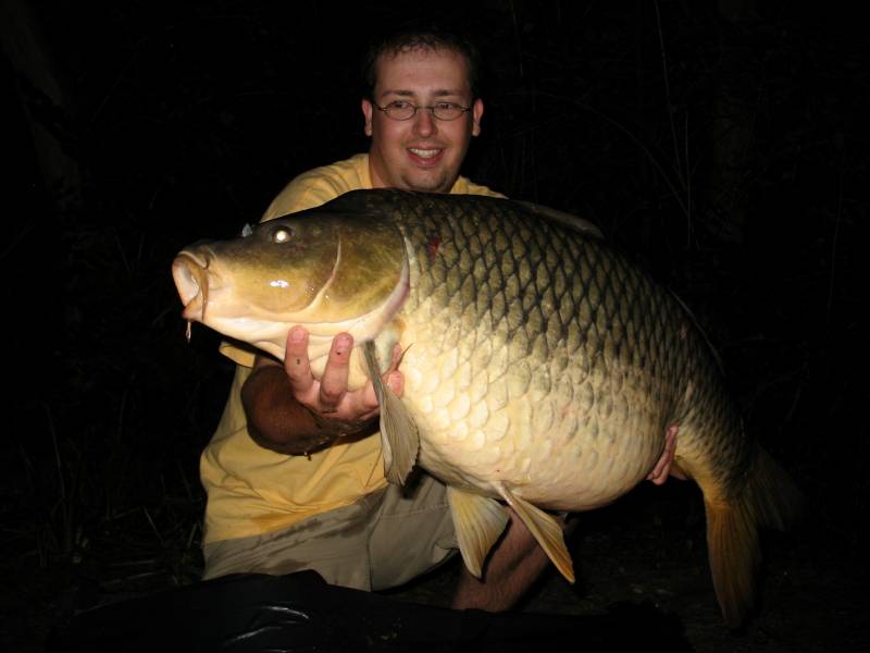 Common carp in Wilder