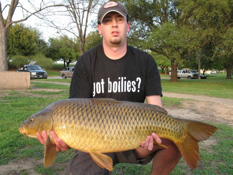 Common carp in West Lake Hills