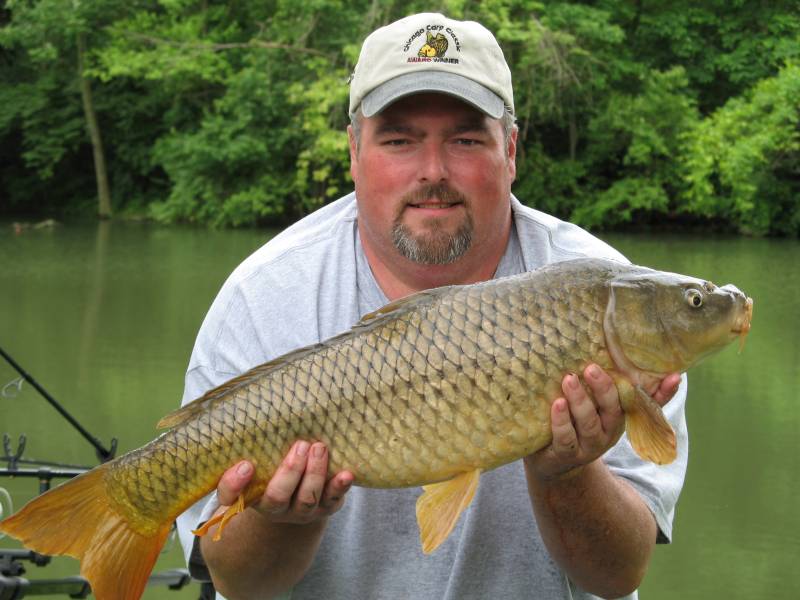 Common carp in Wilder