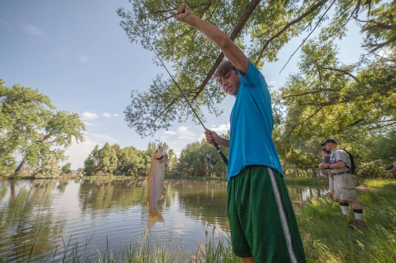 Rainbow trout in Pitkin