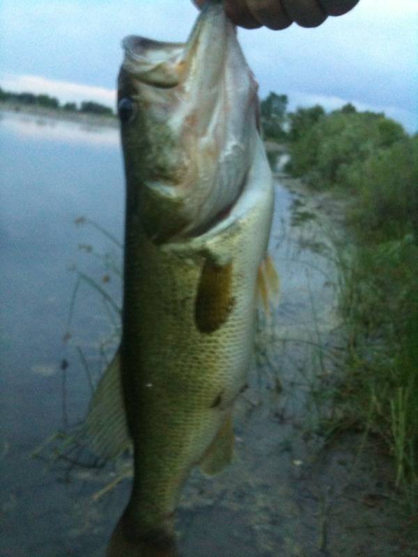 Largemouth bass in Lyons
