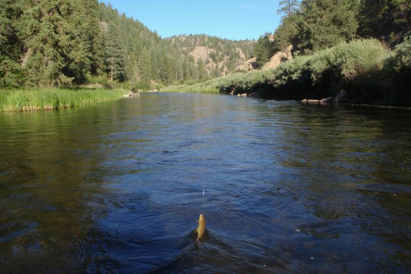 Brown trout in Victor
