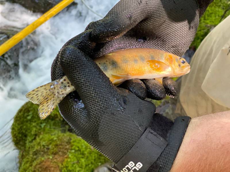 Cutthroat trout in Montana