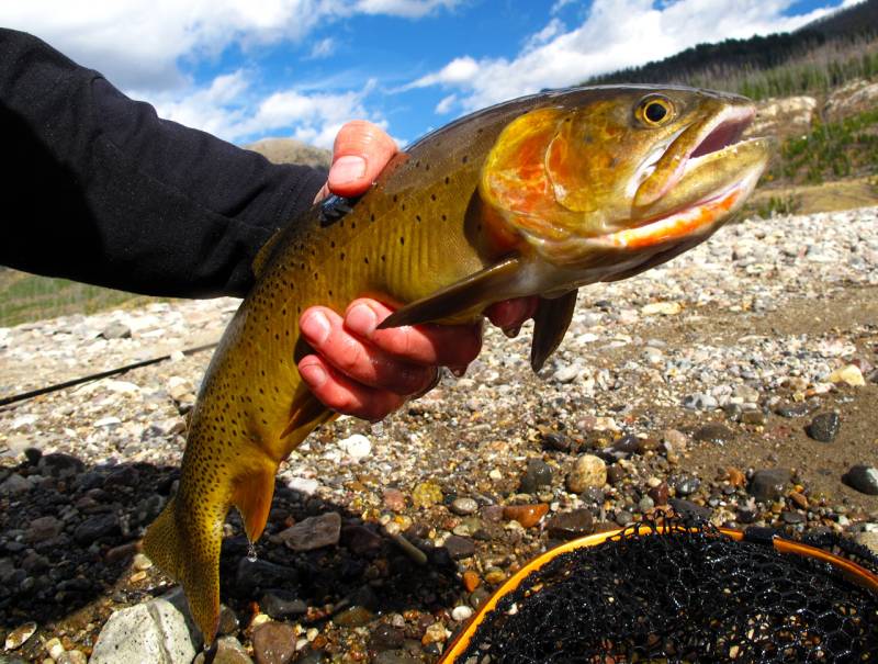 Cutthroat trout in Park County