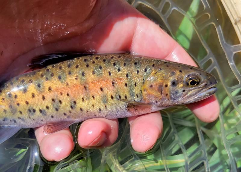 Cutthroat trout in Nevada