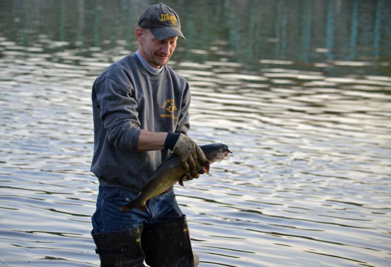 Channel catfish in New Brunswick