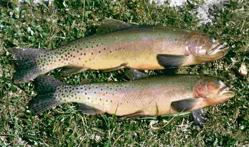 Cutthroat trout in Fremont County