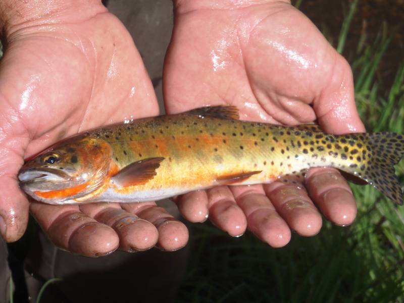 Cutthroat trout in New Mexico
