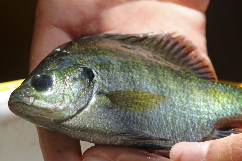 Bluegill in Lake Helen