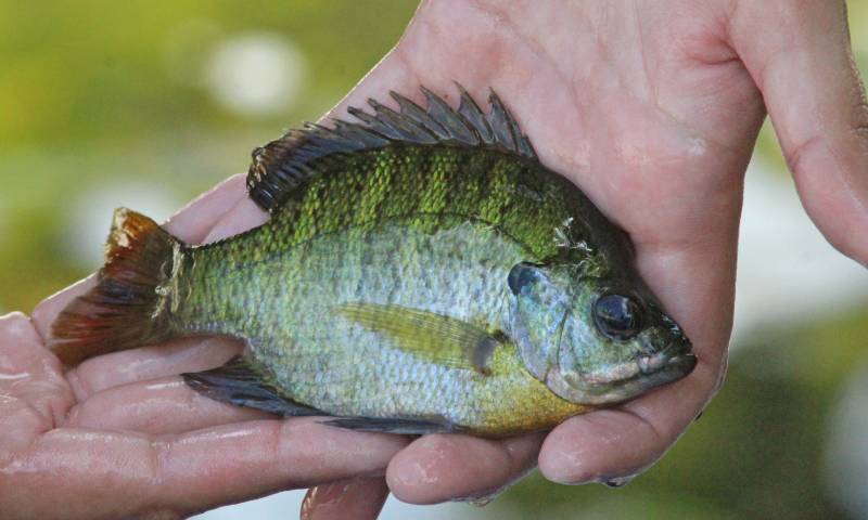 Bluegill in Lake Helen