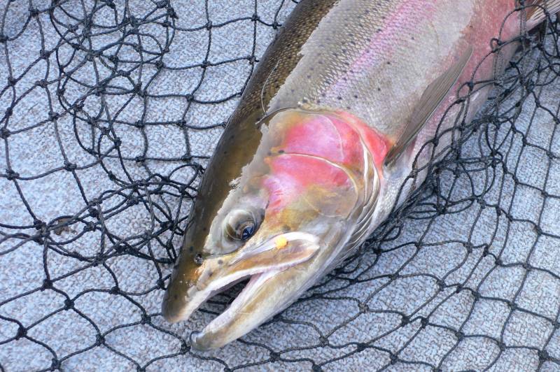 Steelhead in Belding