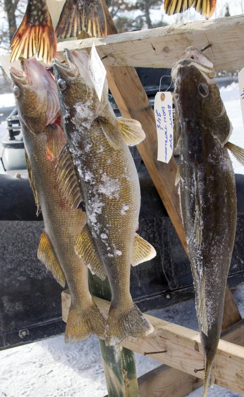 Walleye in Sawyer County