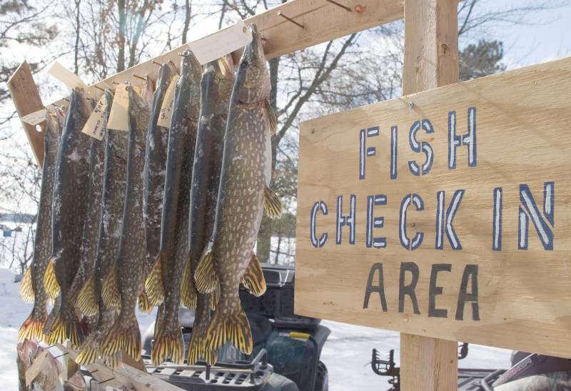 Northern pike in Lac Courte Oreilles