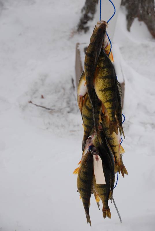 Yellow perch in United States