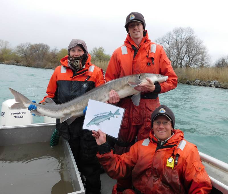 Sturgeon in Ypsilanti