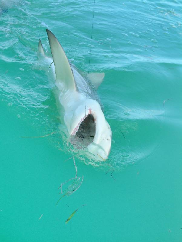 Lemon Shark in Florida