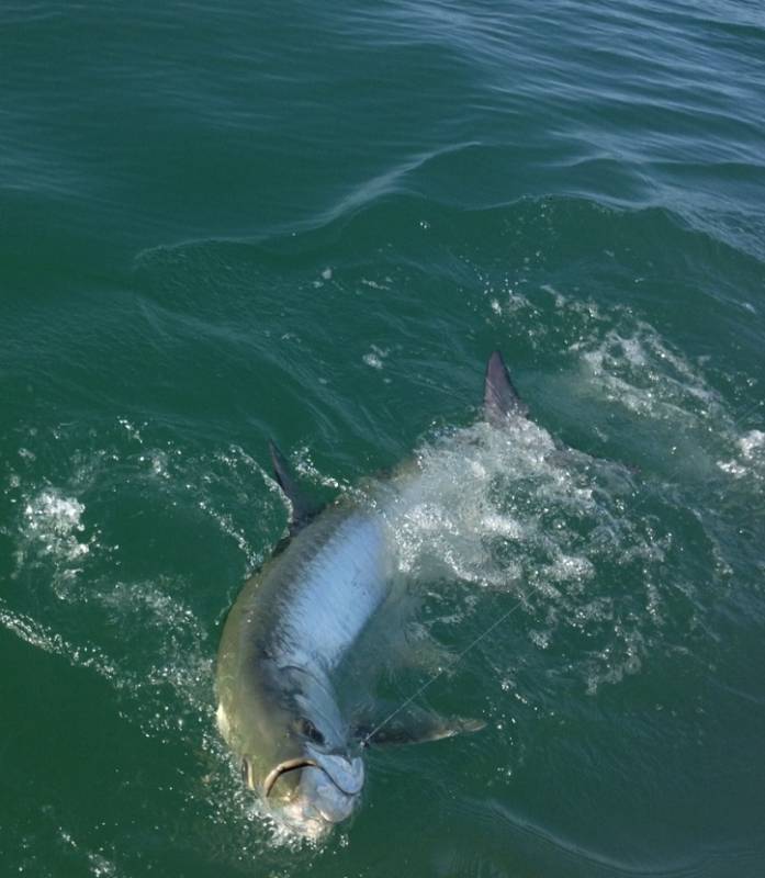 Tarpon in Florida