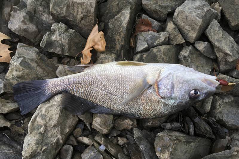 Freshwater drum in Concord