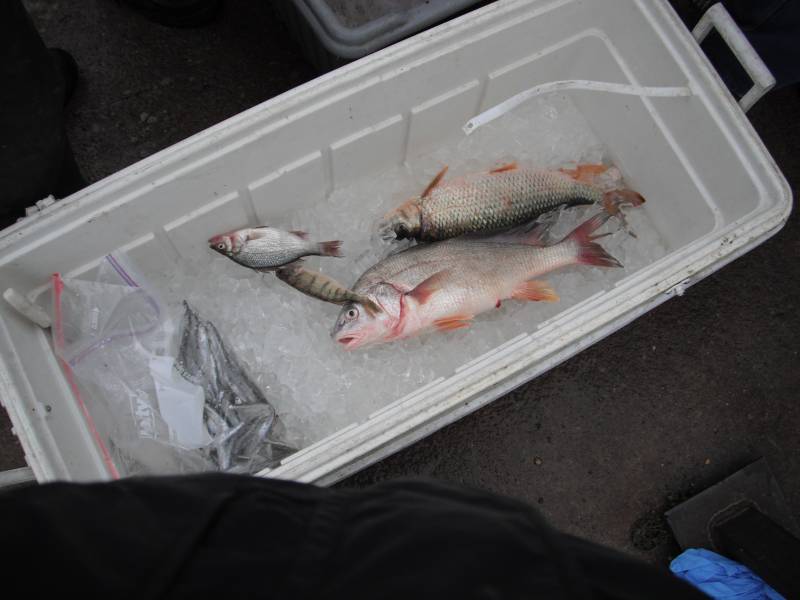 Freshwater drum, Silver redhorse, White perch, Yellow perch in Lake Erie
