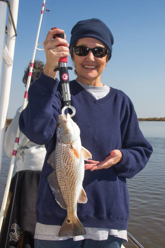 Red drum  (Redfish) in Louisiana