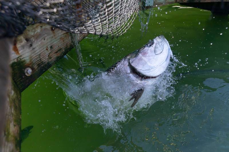 Tarpon in Florida