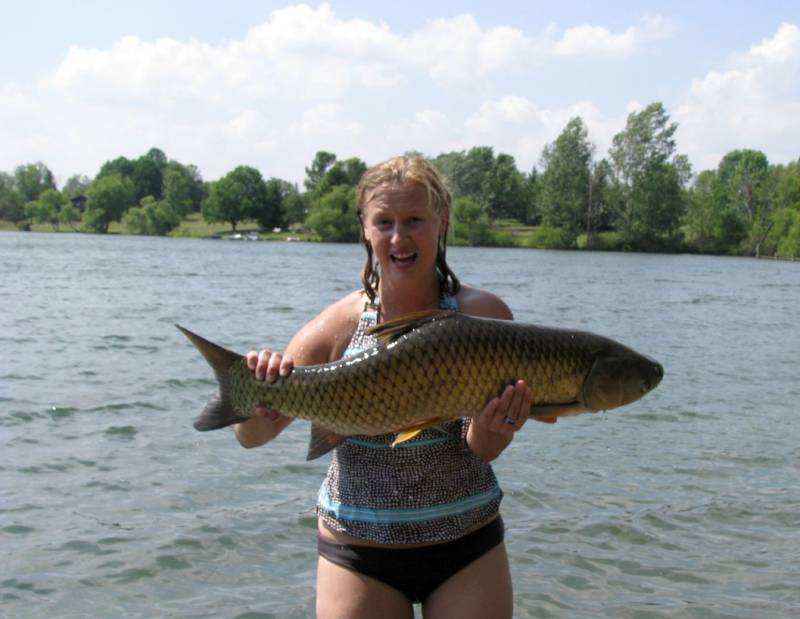 Grass carp in Manchester