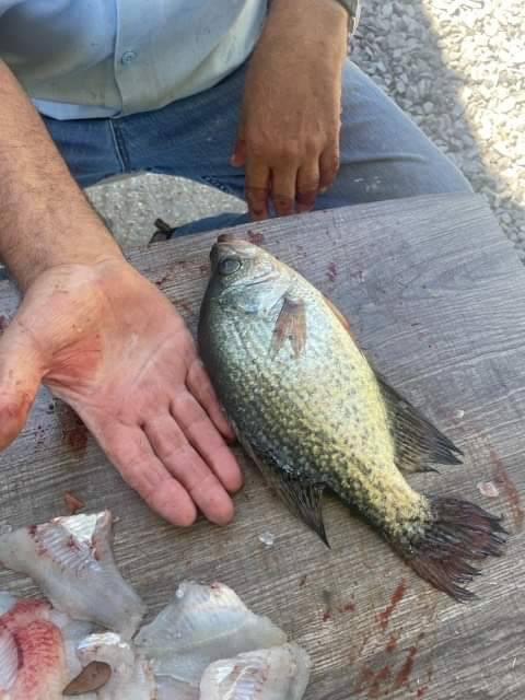 Black crappie in Louisiana