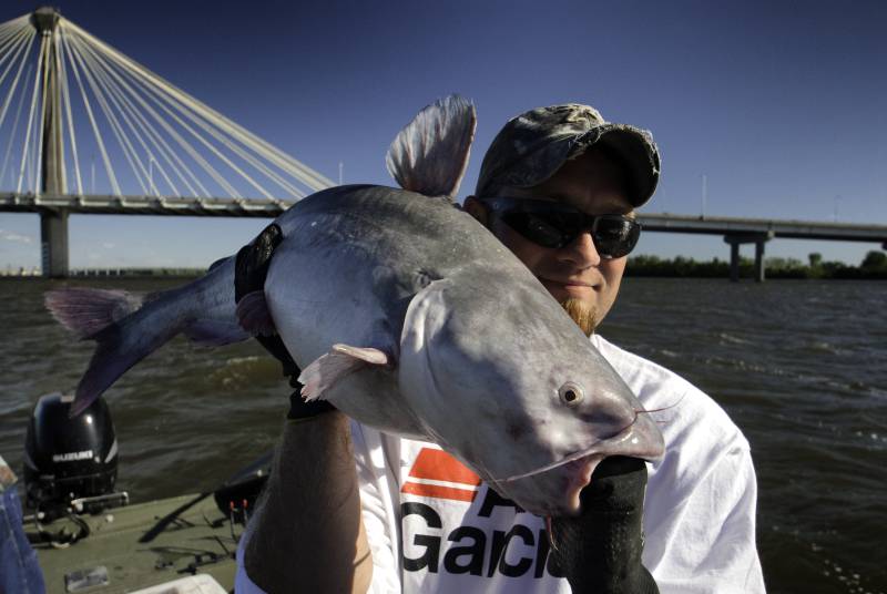 Blue catfish in Mississippi River