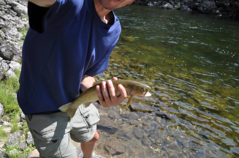 Cutthroat trout in Idaho