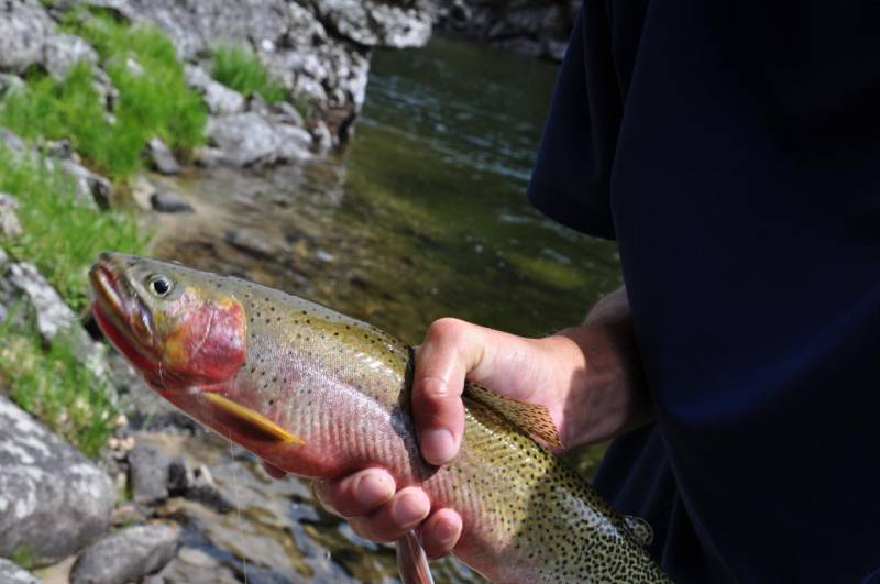 Cutthroat trout in Idaho