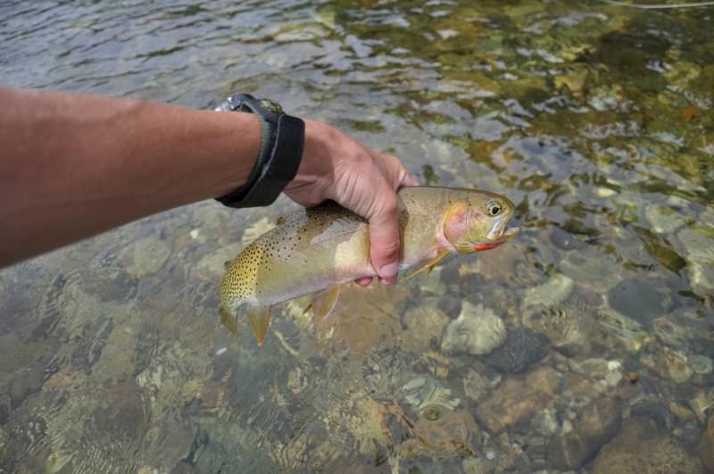 Cutthroat trout in Idaho