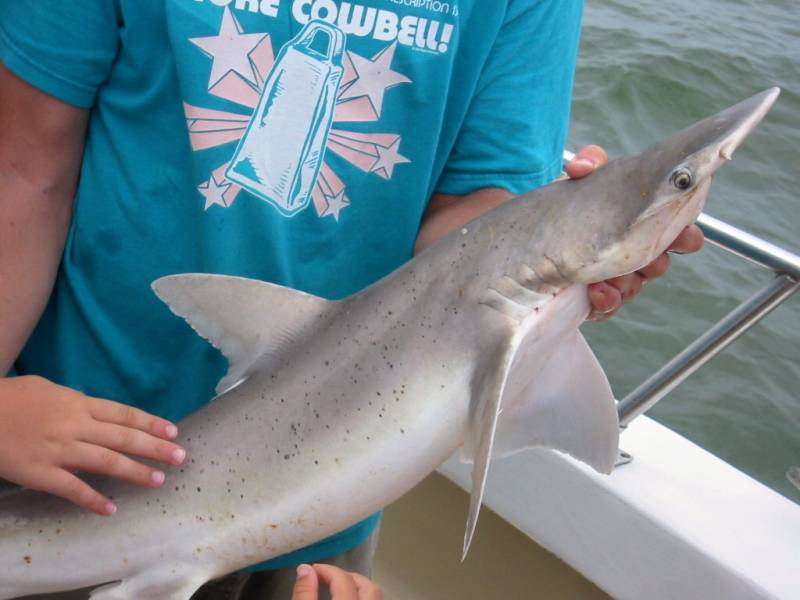 Hammerhead shark in Hilton Head Island