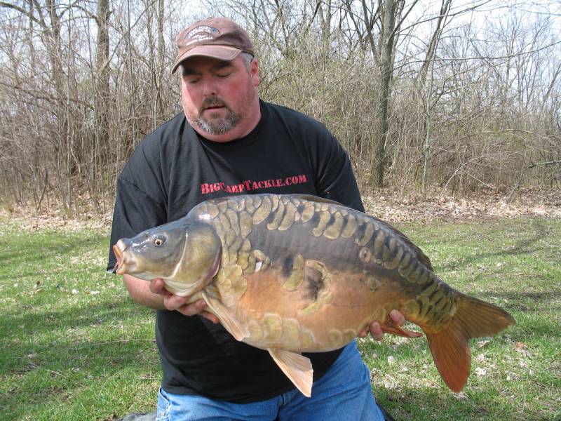 Common carp in Wilder