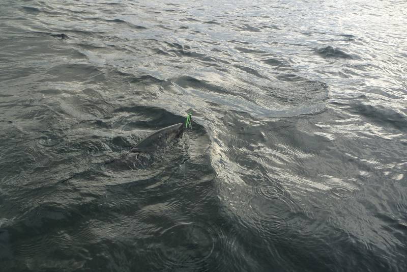 King salmon in Alaska