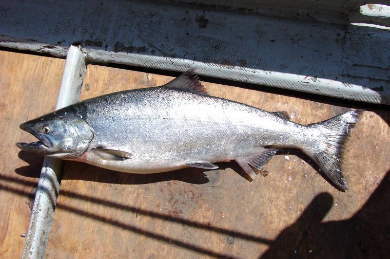 King salmon in Alaska