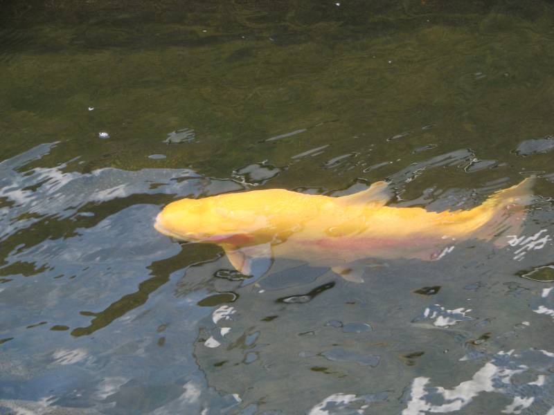 Golden trout in Kentucky