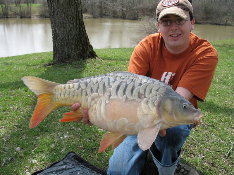 Mirror carp in Wilder