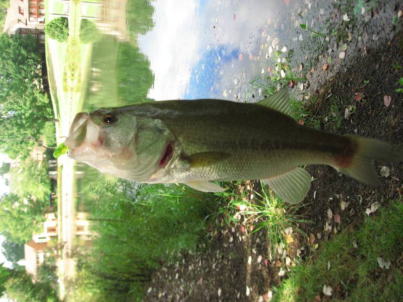 Largemouth bass in Charlottesville