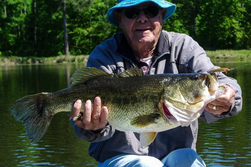 Largemouth bass in Greenwood
