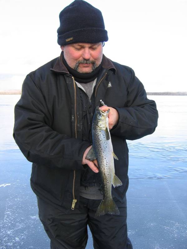 Atlantic salmon in Maine