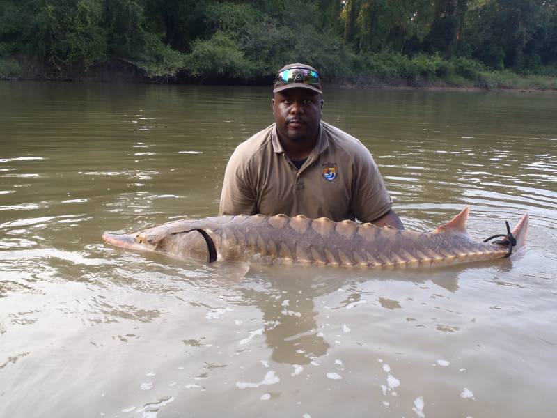 Sturgeon in Pearl River