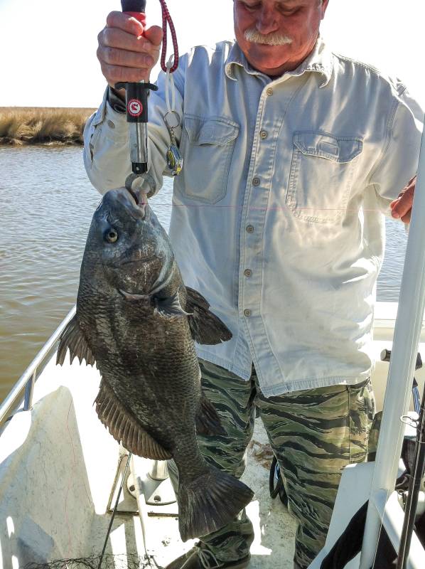 Black drum in Louisiana