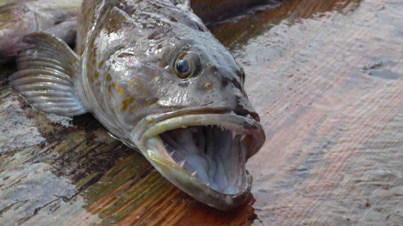 Lingcod in Sausalito
