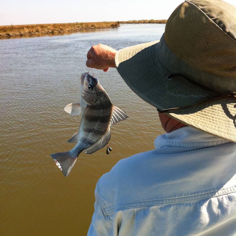 Black drum in Louisiana